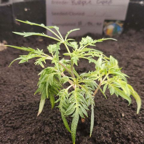 Freak Show #1 growlog photo: Just after adding ewc