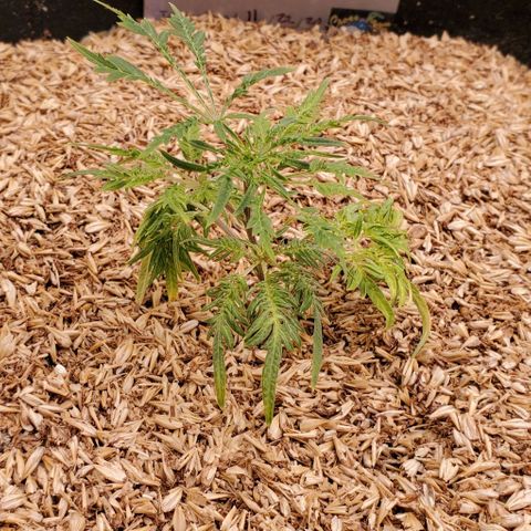 Freak Show #1 growlog timeline photo
