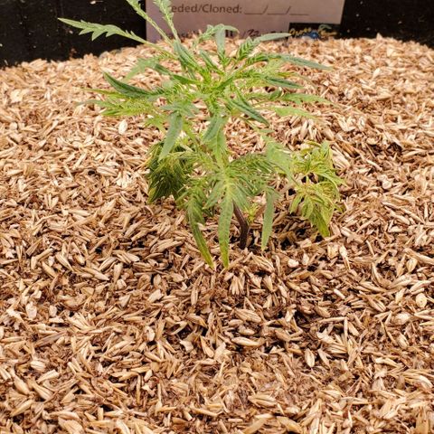 Freak Show #1 growlog timeline photo