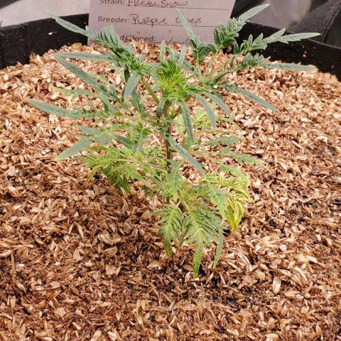 Freak Show #1 growlog timeline photo