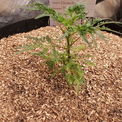 Freak Show #1 growlog timeline photo