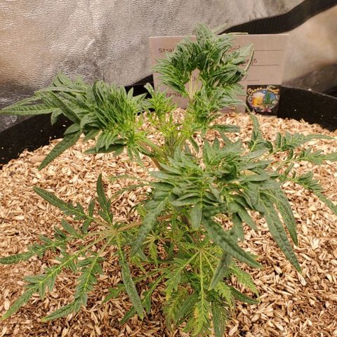 Freak Show #1 growlog timeline photo