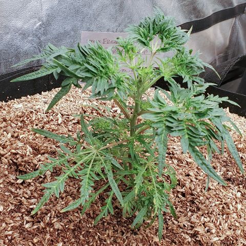 Freak Show #1 growlog timeline photo