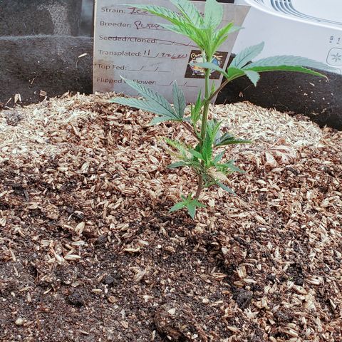 Ice cream cake growlog timeline photo
