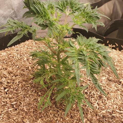 Freak Show #1 growlog timeline photo