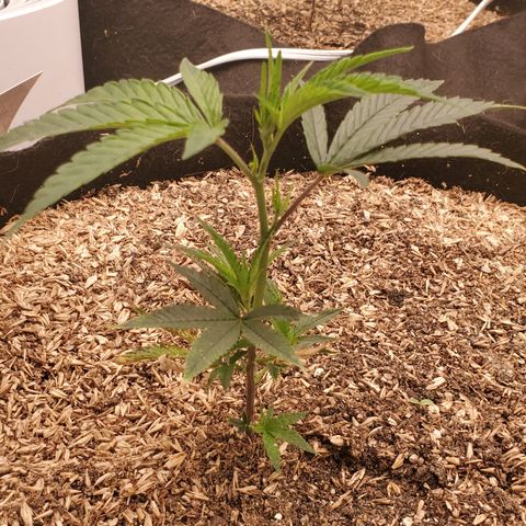 Ice cream cake growlog timeline photo