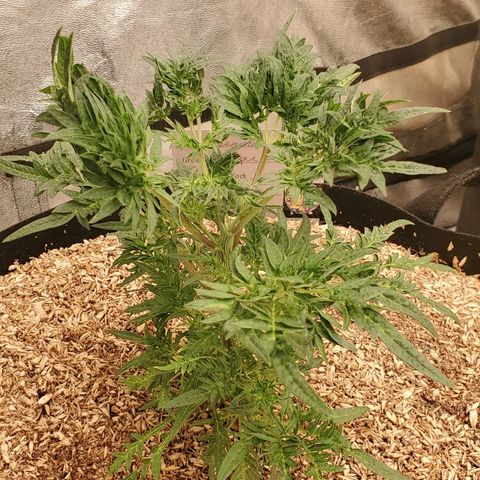 Freak Show #1 growlog timeline photo