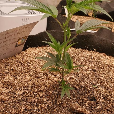 Ice cream cake growlog timeline photo