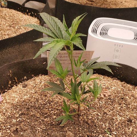 Ice cream cake growlog timeline photo