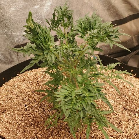 Freak Show #1 growlog timeline photo