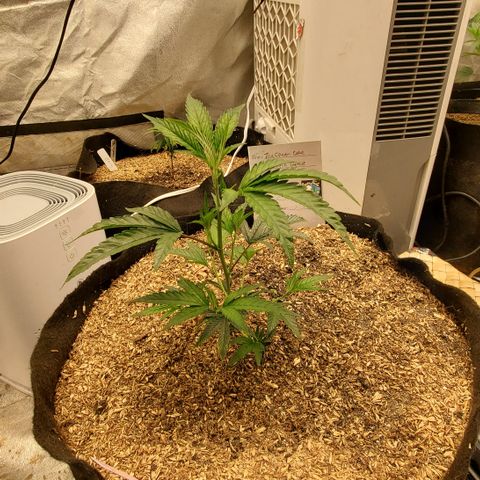 Ice cream cake growlog timeline photo