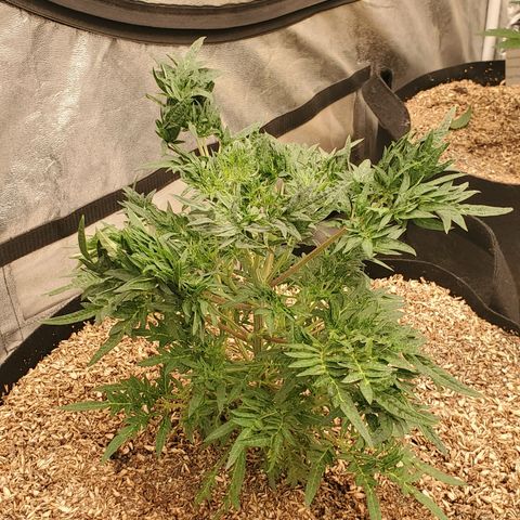 Freak Show #1 growlog timeline photo