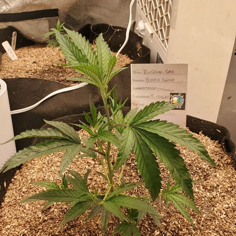 Ice cream cake growlog timeline photo