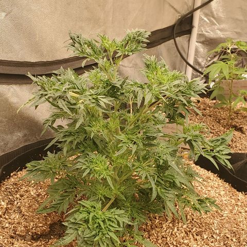 Freak Show #1 growlog timeline photo