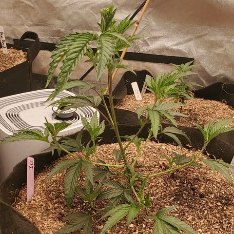 Ice cream cake growlog timeline photo