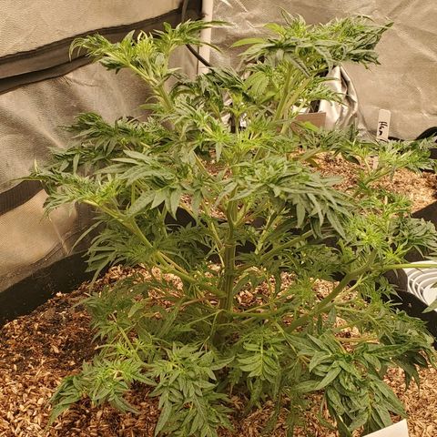 Freak Show #1 growlog timeline photo