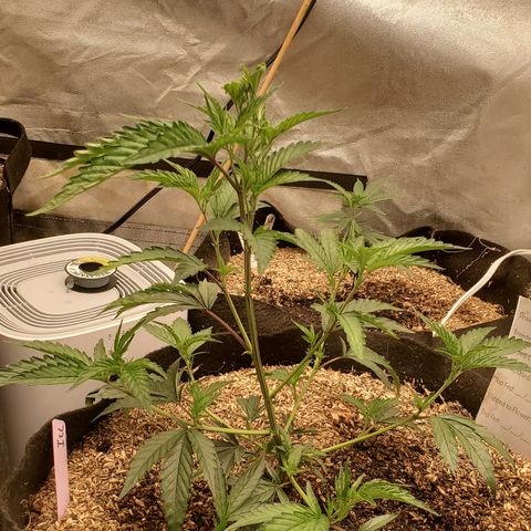 Ice cream cake growlog timeline photo