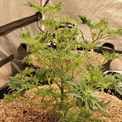Freak Show #1 growlog timeline photo