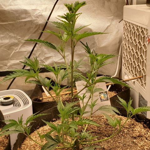 Ice cream cake growlog timeline photo