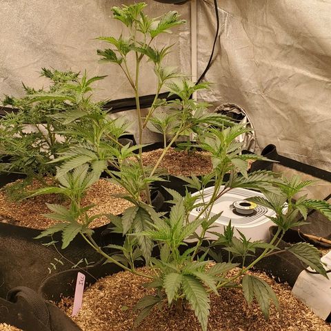 Ice cream cake growlog timeline photo