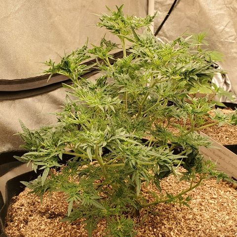 Freak Show #1 growlog timeline photo