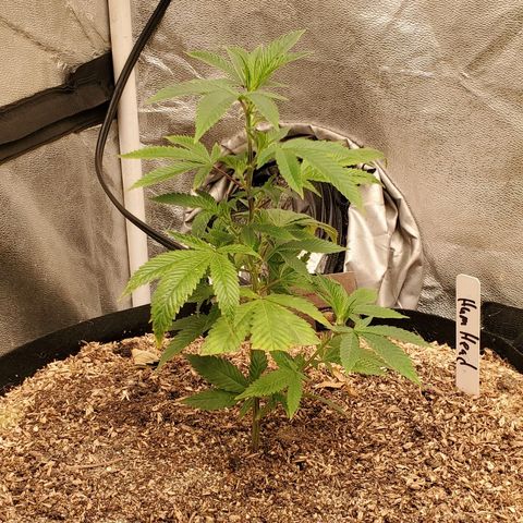 Humboldt Headband growlog timeline photo