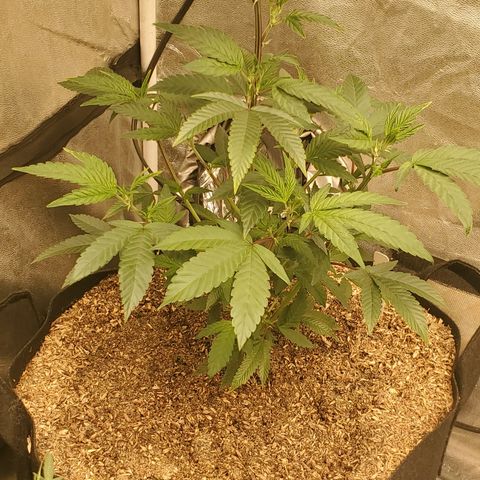 Humboldt Headband growlog timeline photo
