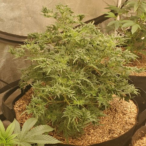 Freak Show #1 growlog timeline photo
