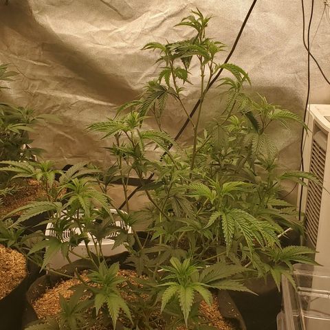 Ice cream cake growlog timeline photo
