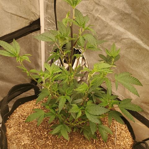 Humboldt Headband growlog timeline photo