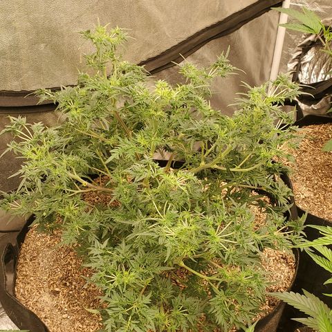 Freak Show #1 growlog timeline photo