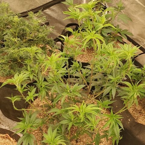 Ice cream cake growlog timeline photo