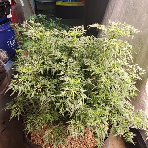 Freak Show #1 growlog timeline photo