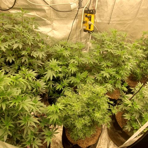 Freak Show #1 growlog timeline photo