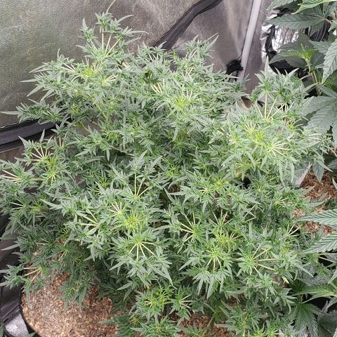 Freak Show #1 growlog timeline photo