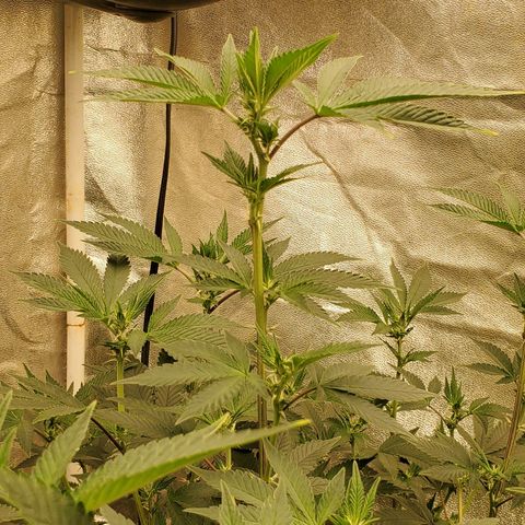 Humboldt Headband growlog timeline photo