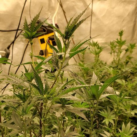 Ice cream cake growlog timeline photo