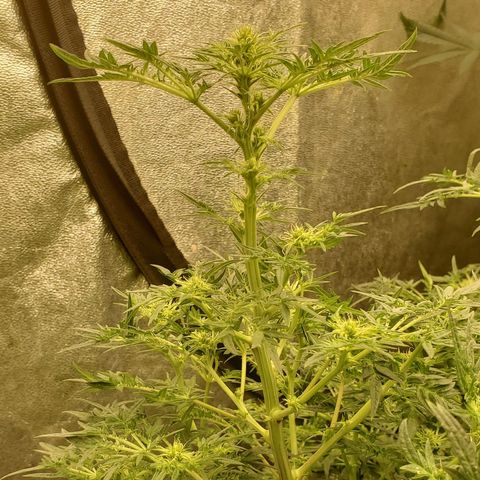 Freak Show #1 growlog timeline photo