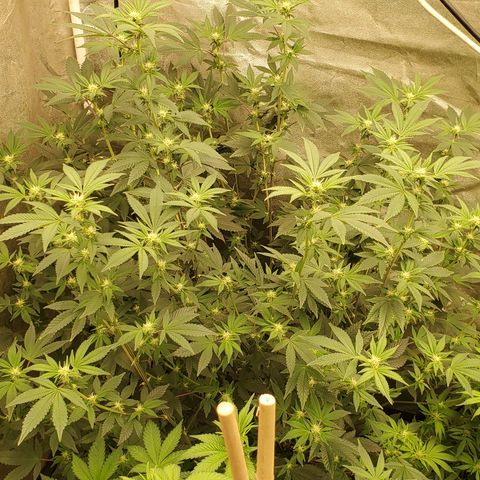 Humboldt Headband growlog timeline photo