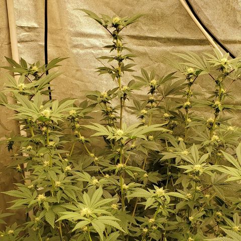 Humboldt Headband growlog timeline photo