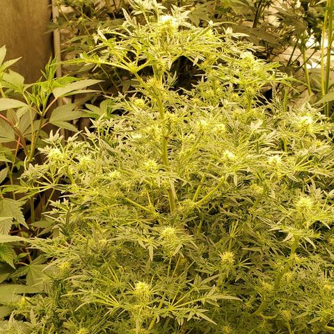 Freak Show #1 growlog timeline photo