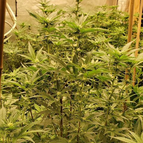Ice cream cake growlog timeline photo