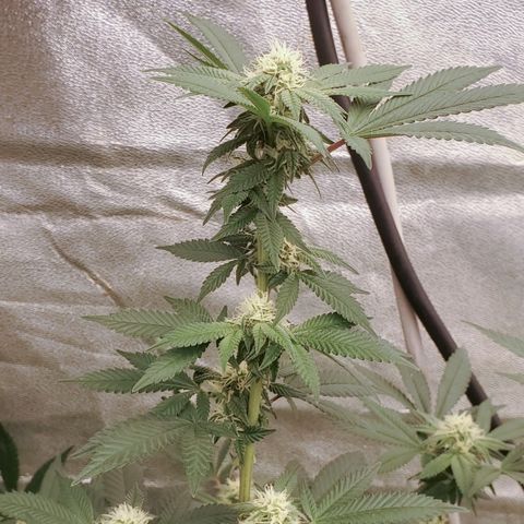 Humboldt Headband growlog timeline photo