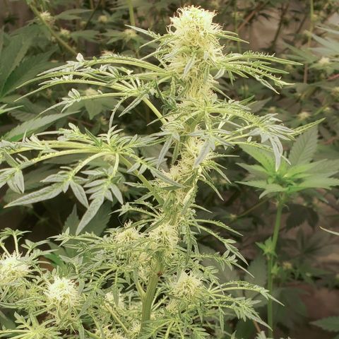 Freak Show #1 growlog timeline photo