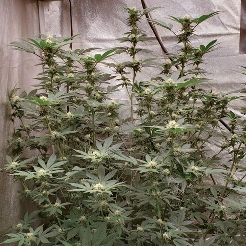 Humboldt Headband growlog timeline photo