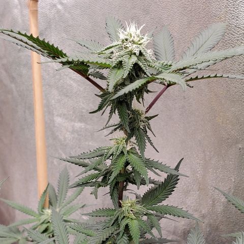 Humboldt Headband growlog timeline photo