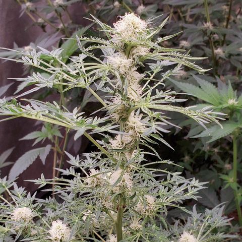 Freak Show #1 growlog timeline photo