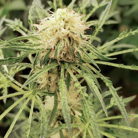 Freak Show #1 growlog timeline photo