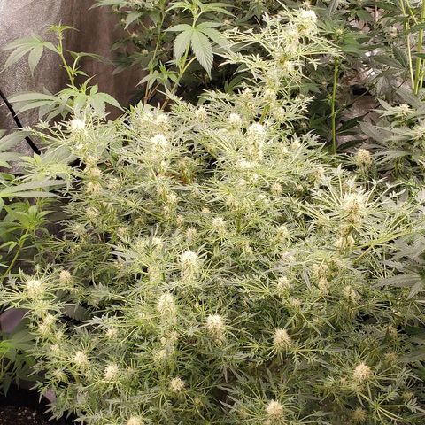 Freak Show #1 growlog timeline photo
