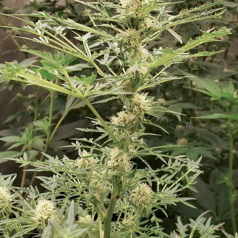 Freak Show #1 growlog timeline photo